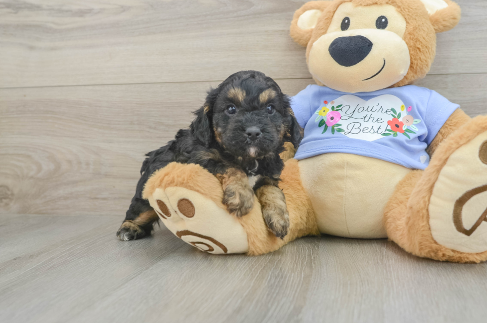 5 week old Cavapoo Puppy For Sale - Florida Fur Babies