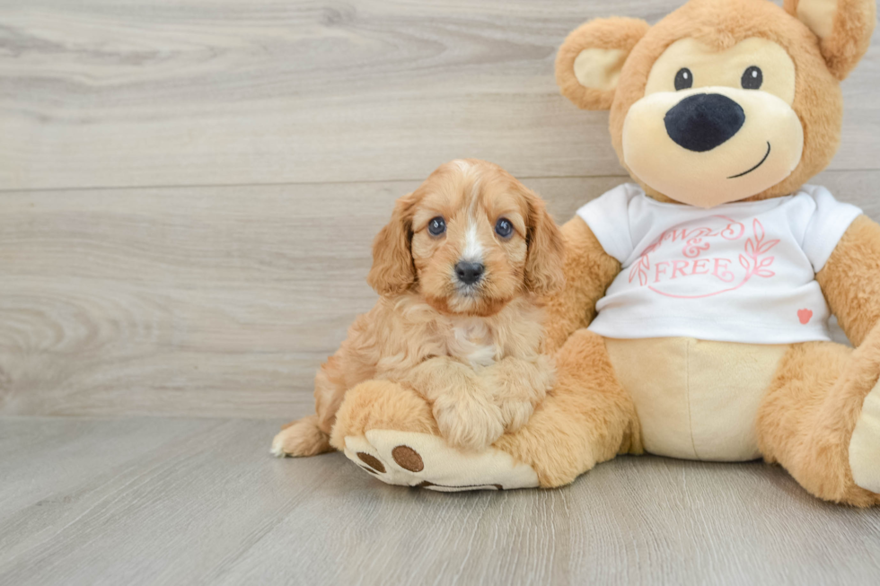 Cavapoo Pup Being Cute