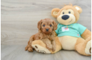 Cavapoo Puppy for Adoption