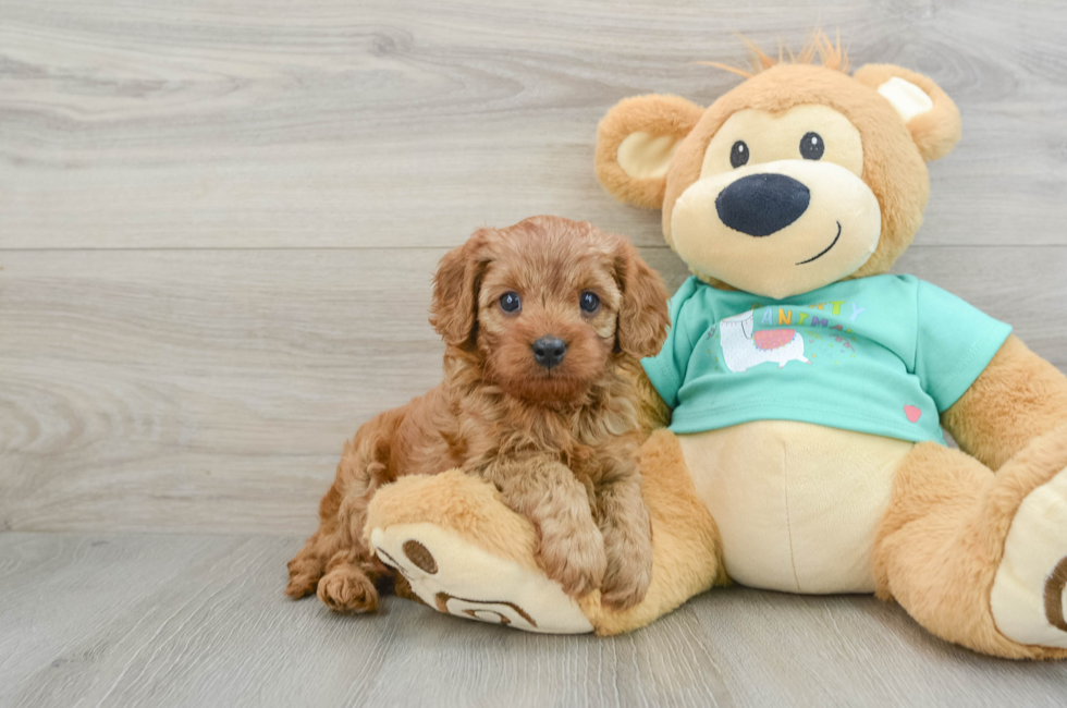 6 week old Cavapoo Puppy For Sale - Florida Fur Babies