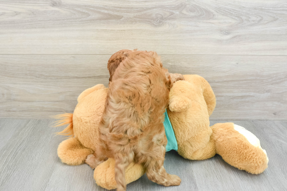 Cavapoo Pup Being Cute