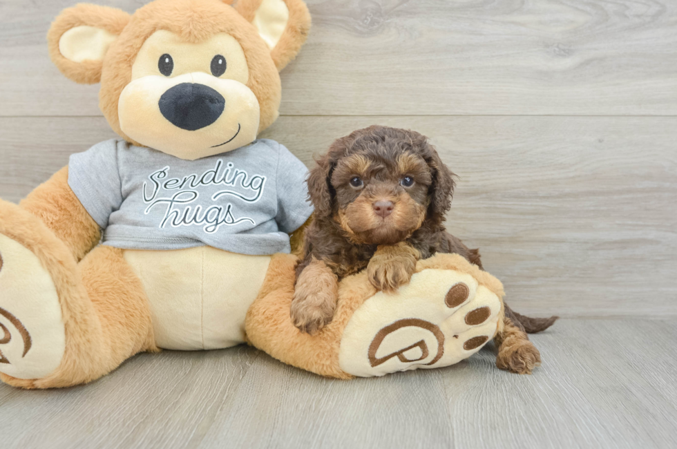 5 week old Cavapoo Puppy For Sale - Florida Fur Babies
