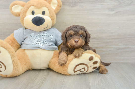 Happy Cavapoo Baby