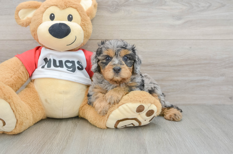 6 week old Cavapoo Puppy For Sale - Florida Fur Babies