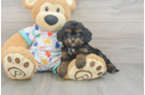 Cavapoo Puppy for Adoption