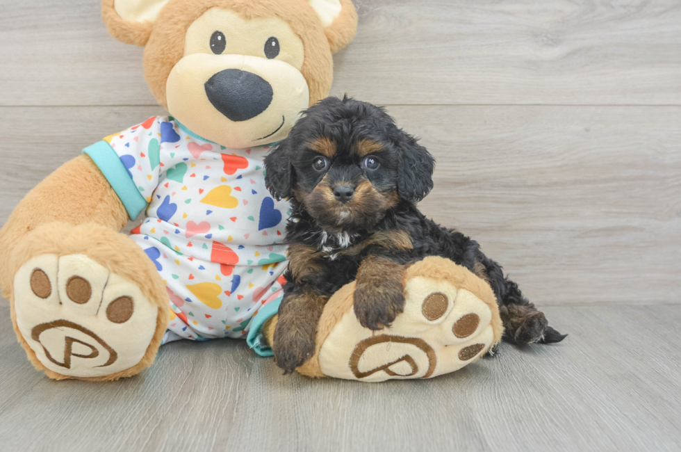 6 week old Cavapoo Puppy For Sale - Florida Fur Babies