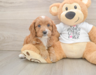 8 week old Cavapoo Puppy For Sale - Florida Fur Babies