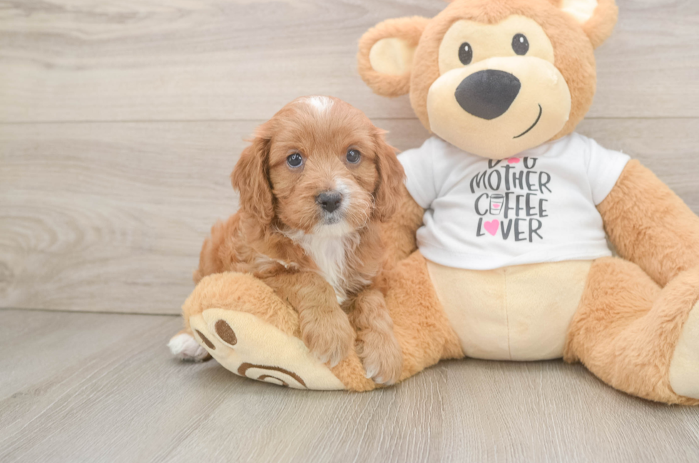 5 week old Cavapoo Puppy For Sale - Florida Fur Babies