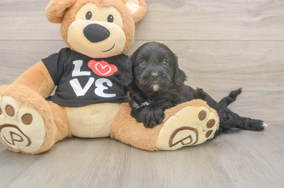 5 week old Cavapoo Puppy For Sale - Florida Fur Babies
