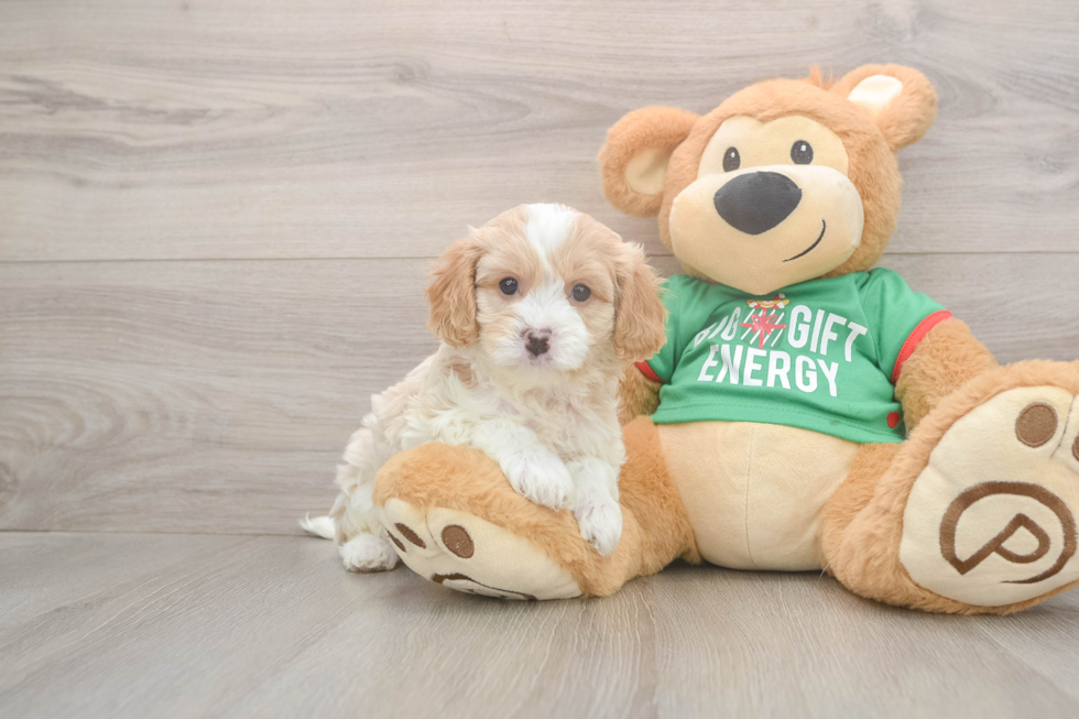 Cavapoo Pup Being Cute