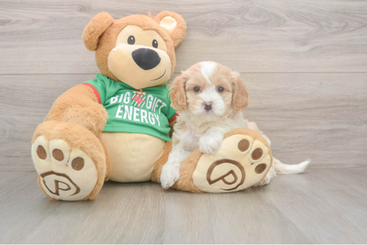 Cavapoo Puppy for Adoption