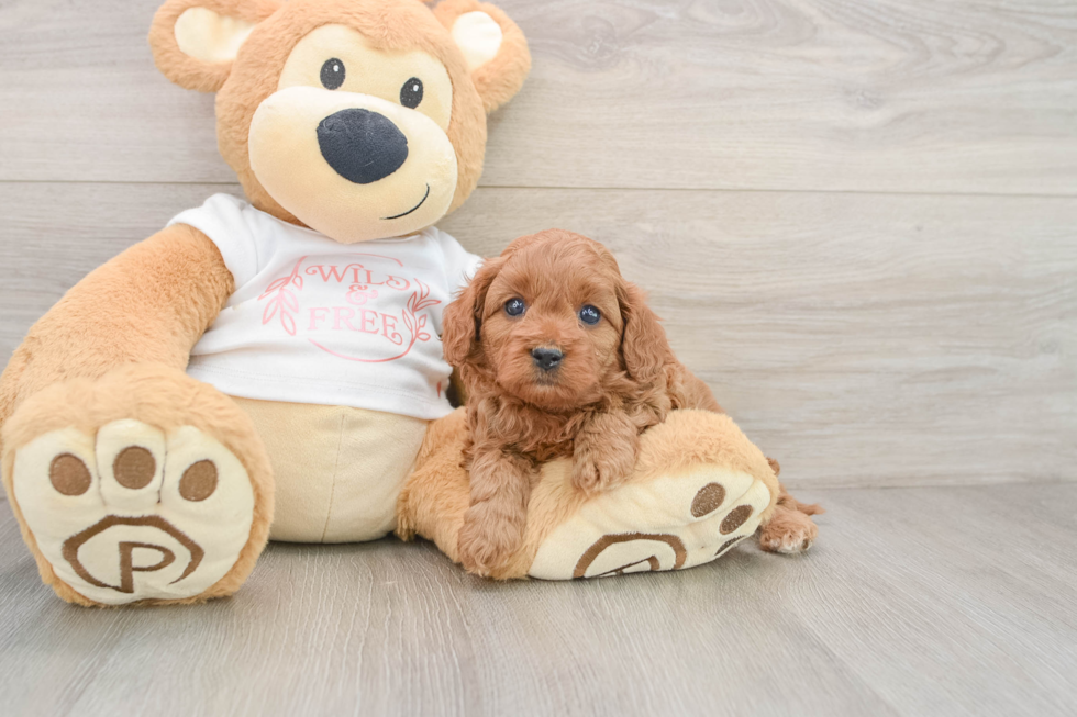 Best Cavapoo Baby