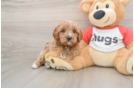 Energetic Cavoodle Poodle Mix Puppy