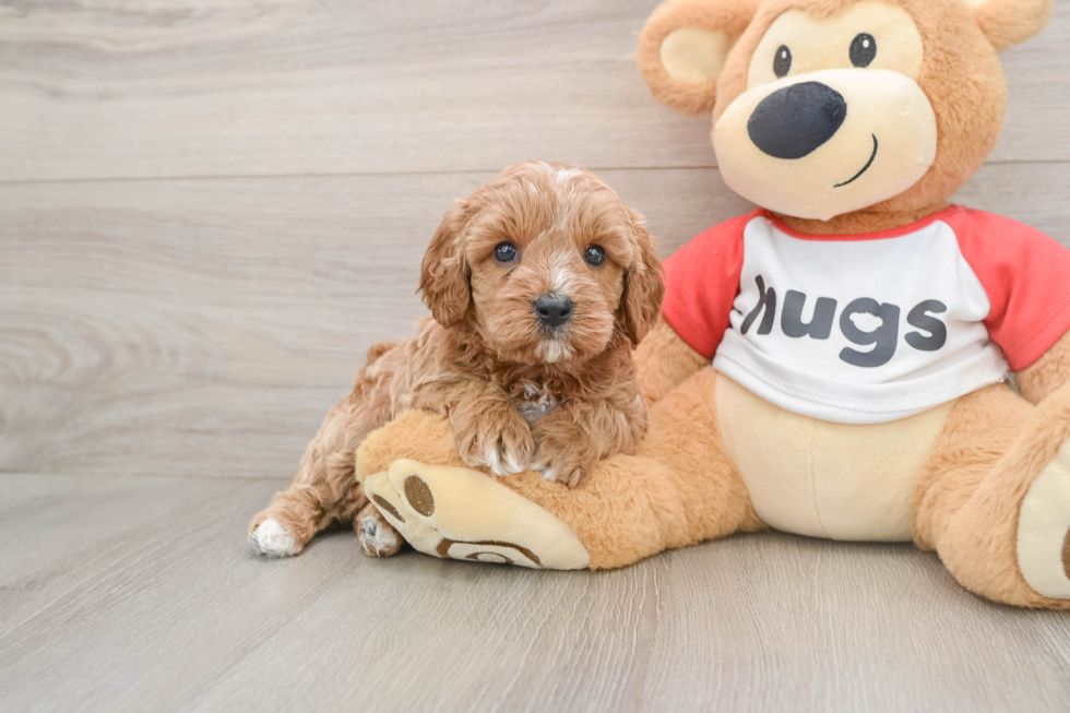 Energetic Cavoodle Poodle Mix Puppy