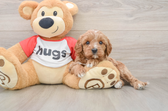 Best Cavapoo Baby