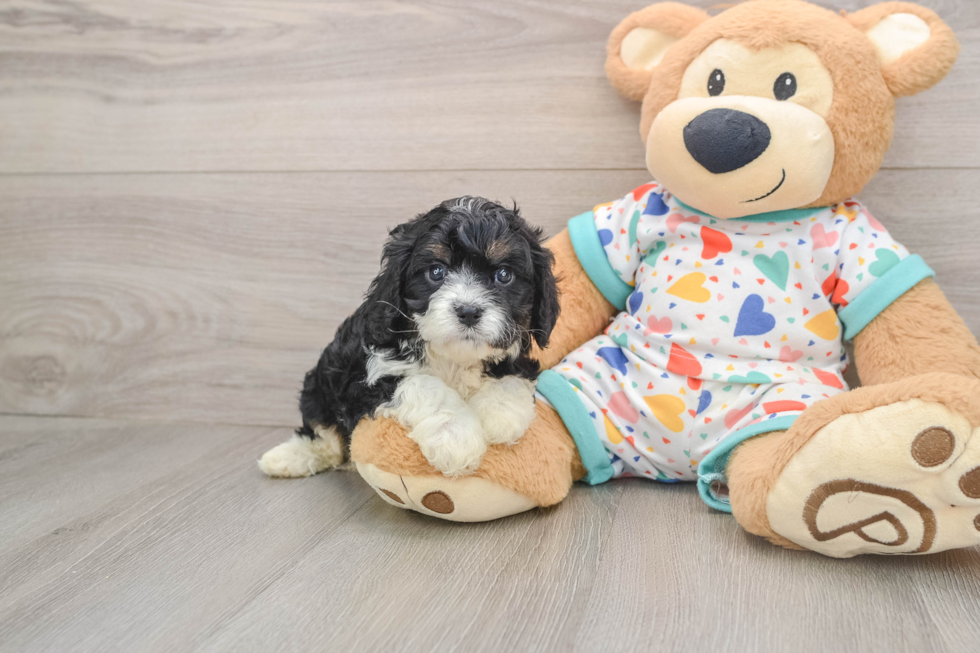 Cavapoo Pup Being Cute