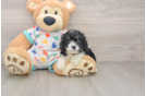 Cavapoo Puppy for Adoption