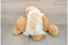 Energetic Cavoodle Poodle Mix Puppy