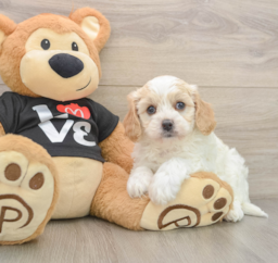 7 week old Cavapoo Puppy For Sale - Florida Fur Babies