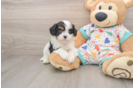 Energetic Cavoodle Poodle Mix Puppy