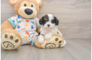 Cavapoo Pup Being Cute