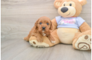 Cavapoo Puppy for Adoption