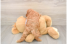 Cavapoo Pup Being Cute