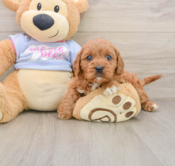 8 week old Cavapoo Puppy For Sale - Florida Fur Babies