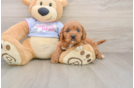 Cavapoo Pup Being Cute