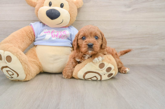 Cavapoo Pup Being Cute