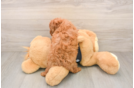 Cavapoo Puppy for Adoption