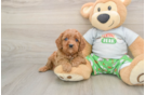 Playful Cavapoodle Poodle Mix Puppy