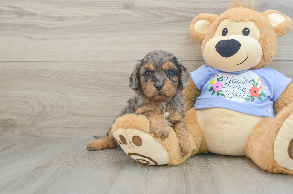 5 week old Cavapoo Puppy For Sale - Florida Fur Babies