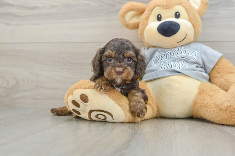 5 week old Cavapoo Puppy For Sale - Florida Fur Babies