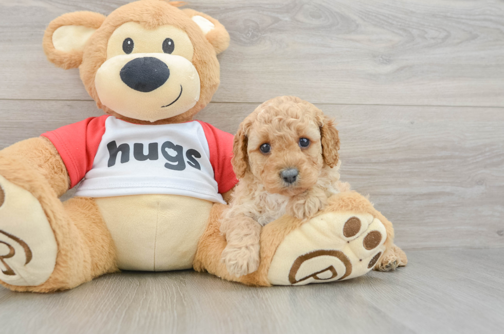 6 week old Cavapoo Puppy For Sale - Florida Fur Babies
