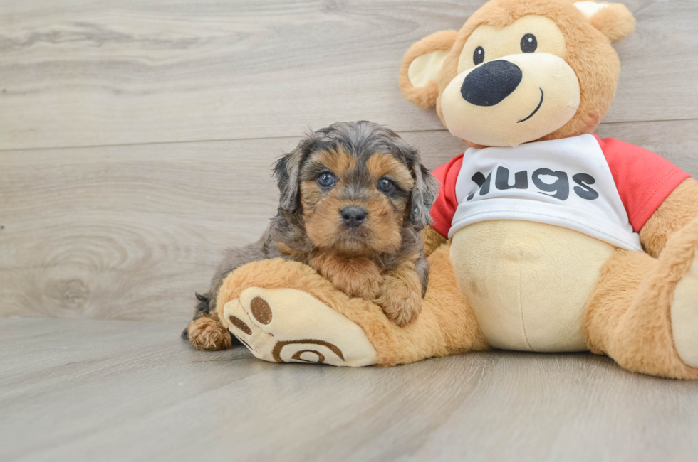 6 week old Cavapoo Puppy For Sale - Florida Fur Babies