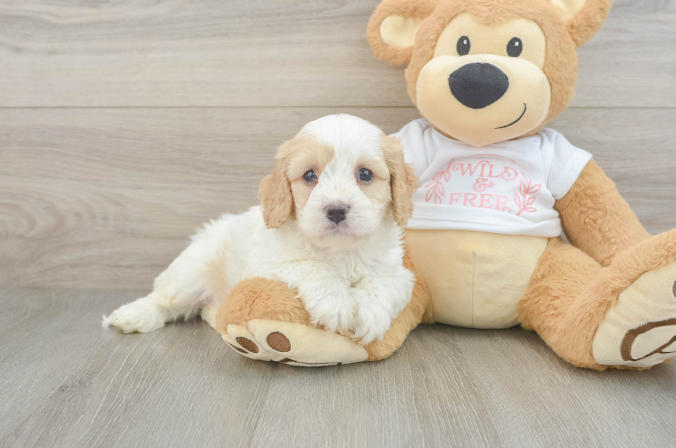 5 week old Cavapoo Puppy For Sale - Florida Fur Babies