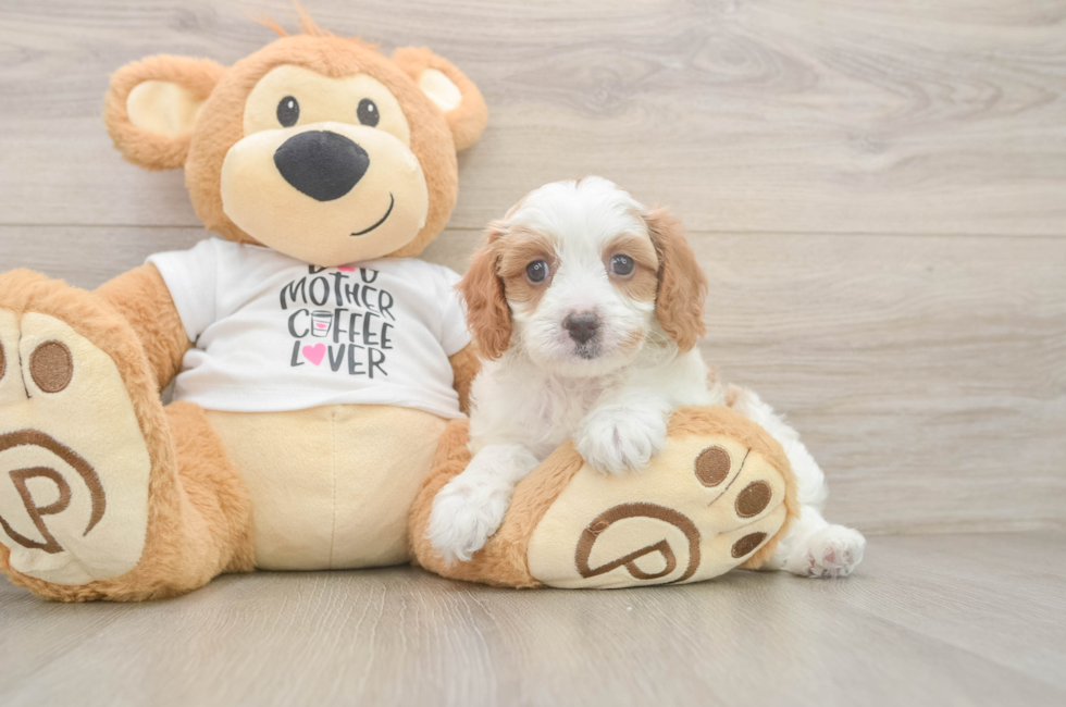 5 week old Cavapoo Puppy For Sale - Florida Fur Babies