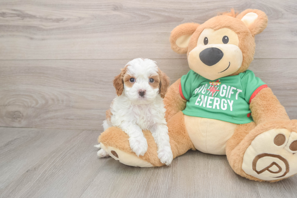Cavapoo Pup Being Cute