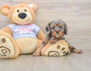 8 week old Cavapoo Puppy For Sale - Florida Fur Babies