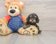 8 week old Cavapoo Puppy For Sale - Florida Fur Babies