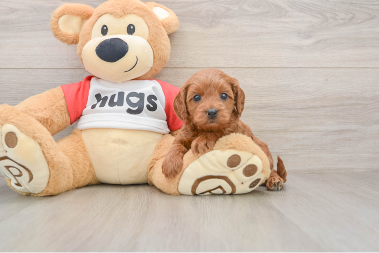 Cavapoo Puppy for Adoption