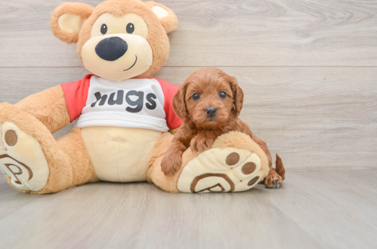Cavapoo Puppy for Adoption