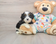 7 week old Cavapoo Puppy For Sale - Florida Fur Babies