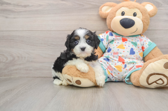 Hypoallergenic Cavadoodle Poodle Mix Puppy