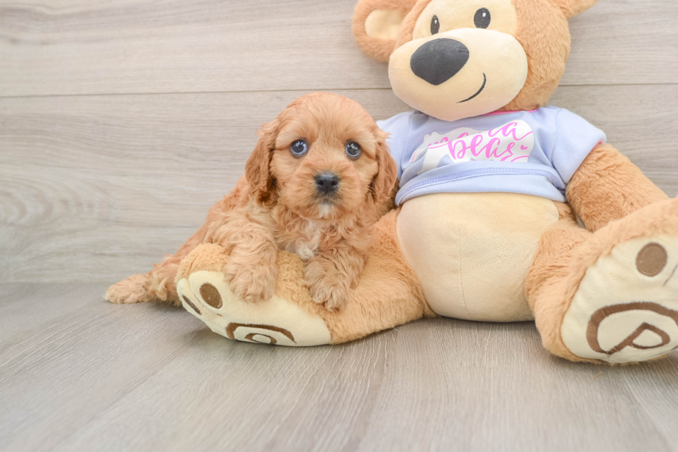 Cavapoo Pup Being Cute