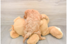 Popular Cavapoo Poodle Mix Pup