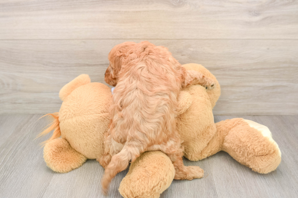 Popular Cavapoo Poodle Mix Pup