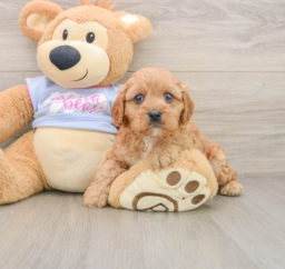 8 week old Cavapoo Puppy For Sale - Florida Fur Babies