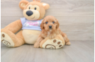 Petite Cavapoo Poodle Mix Pup